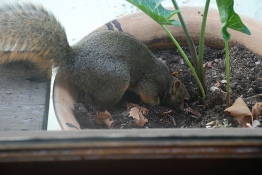 squirrel-digging